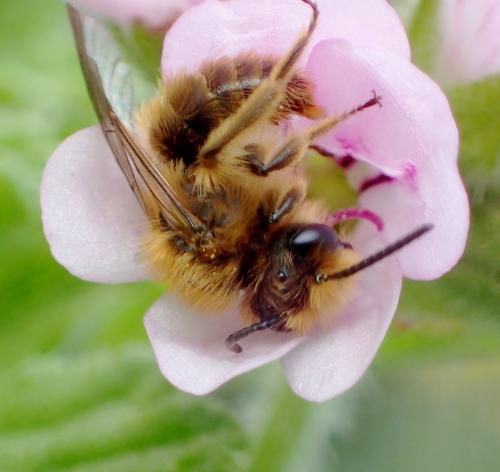 Andrena sp.